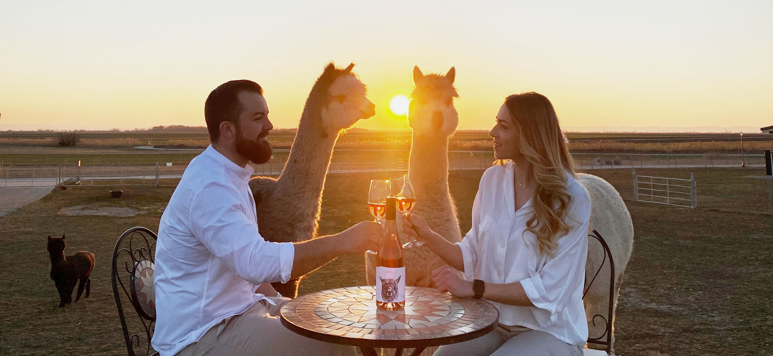 Gemütlicher Sonnenuntergang am Alpakahof mit einem Glas Wein